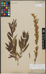 Foto von Salix triandra L. x Salix viminalis L.